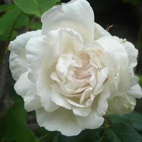 Madame Alfred Carriere Climbing Rose (Rosa Madame Alfred Carriere) 2